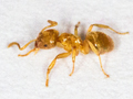 Lasius flavus